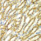 Transmembrane 9 Superfamily Member 1 antibody, 22-957, ProSci, Immunohistochemistry paraffin image 