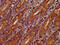 Olfactomedin 4 antibody, CSB-PA764941LA01HU, Cusabio, Immunohistochemistry frozen image 