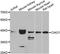 Cytosolic Iron-Sulfur Assembly Component 1 antibody, A7355, ABclonal Technology, Western Blot image 