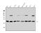 Chromobox 3 antibody, A01142, Boster Biological Technology, Western Blot image 