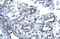 RuvB Like AAA ATPase 2 antibody, GTX77831, GeneTex, Immunohistochemistry paraffin image 