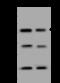 Homer Scaffold Protein 1 antibody, 200598-T44, Sino Biological, Western Blot image 