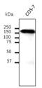 Cadherin 1 antibody, LS-C204222, Lifespan Biosciences, Western Blot image 