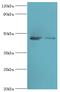 Death Associated Protein 3 antibody, MBS1493778, MyBioSource, Western Blot image 