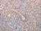 Alpha-1,4-N-Acetylglucosaminyltransferase antibody, LS-C404397, Lifespan Biosciences, Immunohistochemistry frozen image 