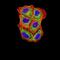 SELS antibody, NBP2-61877, Novus Biologicals, Immunofluorescence image 