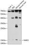 NME/NM23 Nucleoside Diphosphate Kinase 3 antibody, 18-806, ProSci, Western Blot image 