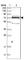 G Protein Nucleolar 3 Like antibody, HPA036315, Atlas Antibodies, Western Blot image 