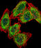 Proliferation-Associated 2G4 antibody, A02791-1, Boster Biological Technology, Immunofluorescence image 
