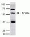 Kruppel Like Factor 5 antibody, 42-3200, Invitrogen Antibodies, Western Blot image 