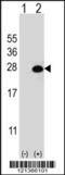 DiGeorge Syndrome Critical Region Gene 6 Like antibody, 56-729, ProSci, Western Blot image 