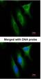 NME/NM23 Nucleoside Diphosphate Kinase 1 antibody, NBP1-30884, Novus Biologicals, Immunocytochemistry image 