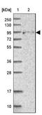 FCH And Double SH3 Domains 2 antibody, NBP2-38415, Novus Biologicals, Western Blot image 