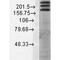 SH3 And Multiple Ankyrin Repeat Domains 1 antibody, MA5-27626, Invitrogen Antibodies, Western Blot image 