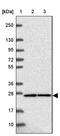 GADD45G Interacting Protein 1 antibody, NBP2-39045, Novus Biologicals, Western Blot image 