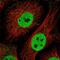 TLE Family Member 3, Transcriptional Corepressor antibody, PA5-62924, Invitrogen Antibodies, Immunofluorescence image 