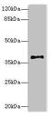 Phosphatidylinositol Specific Phospholipase C X Domain Containing 1 antibody, CSB-PA889114LA01HU, Cusabio, Western Blot image 