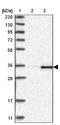 Sulfatase Modifying Factor 2 antibody, NBP1-84145, Novus Biologicals, Western Blot image 
