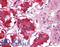 EPH Receptor B3 antibody, LS-B4091, Lifespan Biosciences, Immunohistochemistry frozen image 