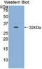 Integrin Alpha FG-GAP Repeat Containing 1 antibody, LS-C294685, Lifespan Biosciences, Western Blot image 