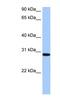 RALY RNA Binding Protein Like antibody, NBP1-80484, Novus Biologicals, Western Blot image 