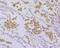 TYRO Protein Tyrosine Kinase Binding Protein antibody, NBP2-76828, Novus Biologicals, Immunohistochemistry frozen image 