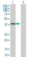 Glycogenin 1 antibody, H00002992-D01P, Novus Biologicals, Western Blot image 