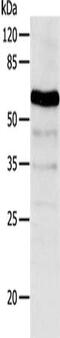 ATP Binding Cassette Subfamily G Member 2 (Junior Blood Group) antibody, CSB-PA440339, Cusabio, Western Blot image 