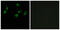 Olfactory Receptor Family 10 Subfamily S Member 1 antibody, GTX87128, GeneTex, Immunocytochemistry image 