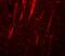 NLR Family Pyrin Domain Containing 12 antibody, NBP1-76293, Novus Biologicals, Immunofluorescence image 