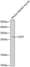 Ciliary Neurotrophic Factor antibody, 18-382, ProSci, Western Blot image 