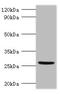 VEGF antibody, A52190-100, Epigentek, Western Blot image 