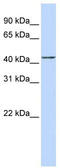 Actin Related Protein 2 antibody, TA338972, Origene, Western Blot image 