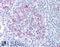 PTPRS antibody, LS-B896, Lifespan Biosciences, Immunohistochemistry paraffin image 