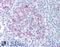 Protein Tyrosine Phosphatase Receptor Type S antibody, LS-B896, Lifespan Biosciences, Immunohistochemistry paraffin image 