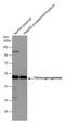 Fibrinogen Gamma Chain antibody, GTX113436, GeneTex, Western Blot image 