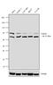 Threonyl-TRNA Synthetase 2, Mitochondrial antibody, PA5-31649, Invitrogen Antibodies, Western Blot image 