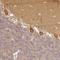 Protein LOC644249 antibody, NBP2-48843, Novus Biologicals, Immunohistochemistry frozen image 