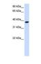 Glycosyltransferase 8 Domain Containing 2 antibody, NBP1-69619, Novus Biologicals, Western Blot image 