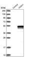 Vasohibin 1 antibody, PA5-51434, Invitrogen Antibodies, Western Blot image 