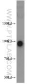 SH3 Domain Containing Ring Finger 1 antibody, 14649-1-AP, Proteintech Group, Western Blot image 