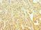 Suppressor Of Variegation 3-9 Homolog 2 antibody, LS-C379583, Lifespan Biosciences, Immunohistochemistry frozen image 