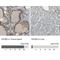 Eukaryotic Translation Initiation Factor 2B Subunit Beta antibody, NBP1-84877, Novus Biologicals, Immunohistochemistry paraffin image 