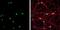 Muscleblind Like Splicing Regulator 1 antibody, NBP2-19446, Novus Biologicals, Immunofluorescence image 