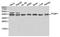 Poly(RC) Binding Protein 1 antibody, orb129716, Biorbyt, Western Blot image 