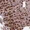 SEH1 Like Nucleoporin antibody, NBP1-80773, Novus Biologicals, Immunohistochemistry frozen image 