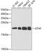 Lipopolysaccharide Induced TNF Factor antibody, GTX54315, GeneTex, Western Blot image 