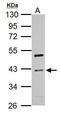 Cyclin I antibody, GTX125940, GeneTex, Western Blot image 