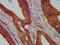 Timeless Circadian Regulator antibody, LS-C673094, Lifespan Biosciences, Immunohistochemistry paraffin image 