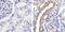Mitogen-Activated Protein Kinase Kinase 1 antibody, 44-460G, Invitrogen Antibodies, Immunohistochemistry frozen image 